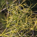 Curly Sedge - Photo (c) Pete Woodall, some rights reserved (CC BY-NC), uploaded by Pete Woodall