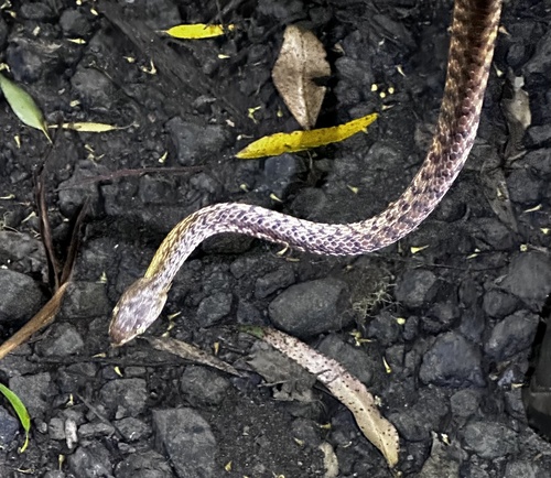 Brown Tree Snake sighting