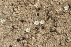 Linanthus inyoensis