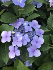 Hydrangea