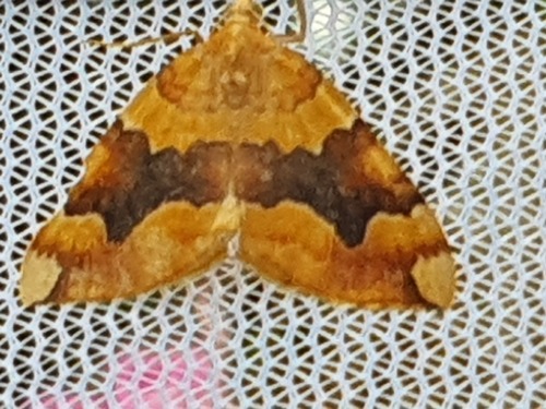 Barred Yellow, Drachten, Nederland, photo 10 of 10