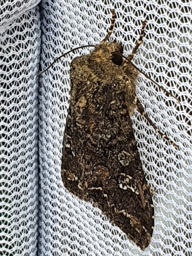 Cabbage Moth, Drachten, Nederland, photo 8 of 10
