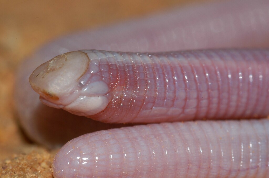 Slender Spade-Snouted Worm Lizard