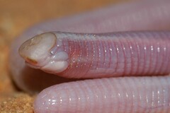 Slender Spade-Snouted Worm Lizard photo 1