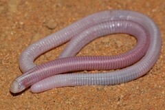 Slender Spade-Snouted Worm Lizard photo 2