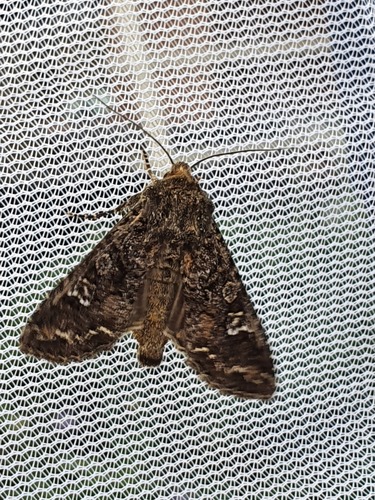 Cabbage Moth, Drachten, Nederland, photo 9 of 10