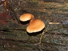 Lentinellus pulvinulus
