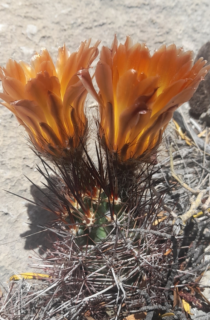 Austrocactus subandinus