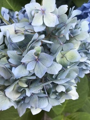 Hydrangea macrophylla
