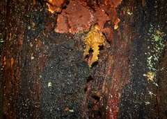 Neobarya agaricicola