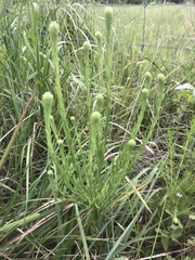 Liatris pycnostachya