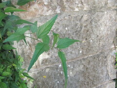 Celtis australis — photo 3
