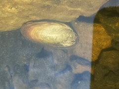 Unionoidea