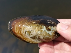 Unionoidea