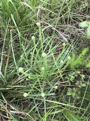 Liatris pycnostachya
