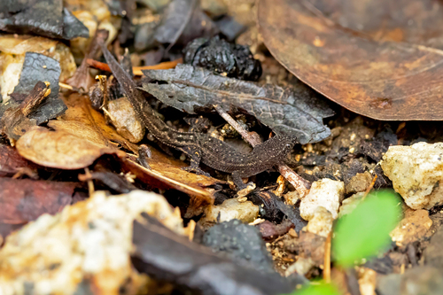 Townsend's Least Gecko, Sphaerodactylus townsendi