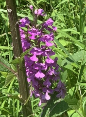 Platanthera peramoena