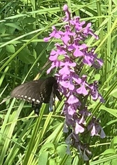 Platanthera peramoena