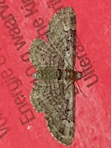 Green Pug, Drachten, Nederland, photo 7 of 10