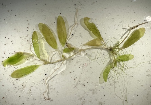 Halophila decipiens