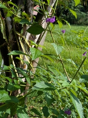 Stachytarpheta frantzii, photograph (c) portioid, some rights reserved (CC BY)