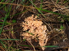 Ramaria capitata