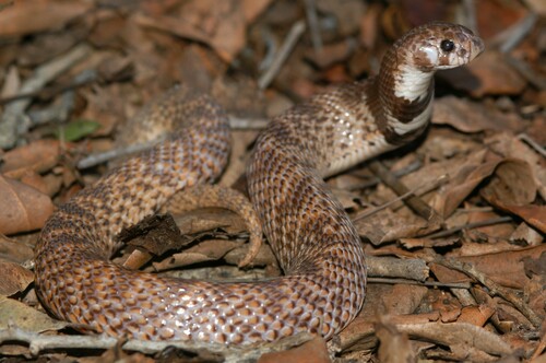 Eastern Shield-nose Snake