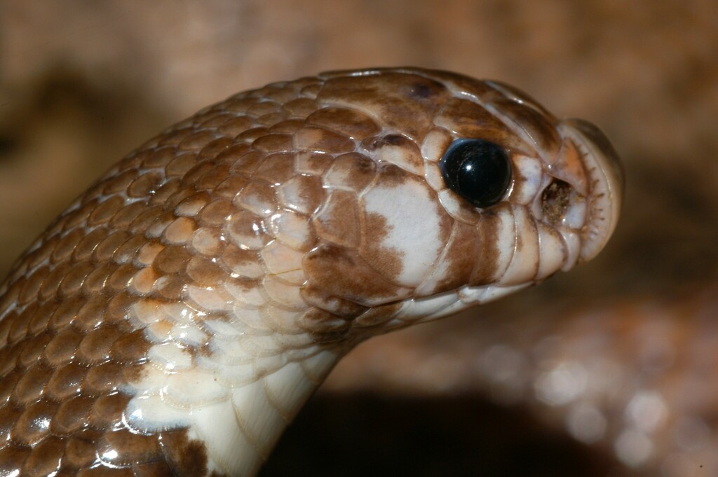 Shield-nosed Cobras