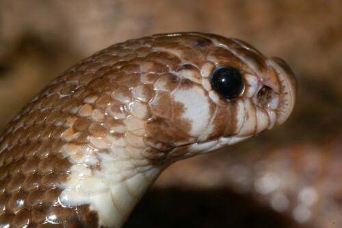 Eastern Shield-nose Snake
