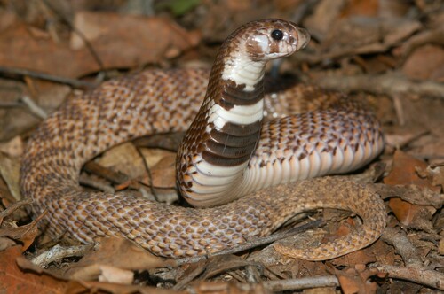 Eastern Shield-nose Snake