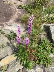 Liatris helleri