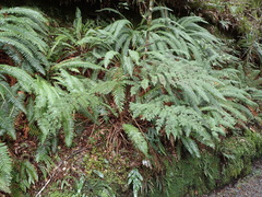 Cyathea colensoi