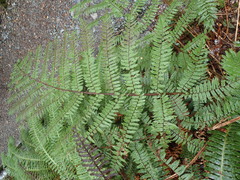 Cyathea colensoi