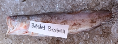 Brotula barbata
