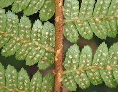 Cyathea colensoi