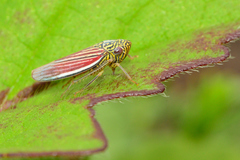 Apogonalia fraterna