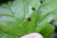Puccinia linkii