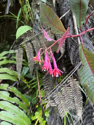 Bolivian fuchsia (Fuchsia corymbiflora)