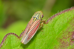 Apogonalia fraterna