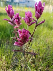 Castilleja raupii