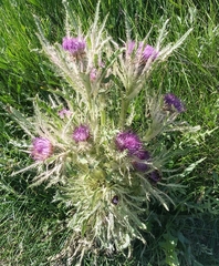Cirsium scariosum
