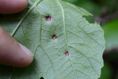 Puccinia linkii