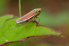 Apogonalia fraterna