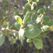 Ceanothus oliganthus orcuttii - Photo (c) hikingsandiego, some rights reserved (CC BY-NC), uploaded by hikingsandiego