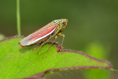 Apogonalia fraterna