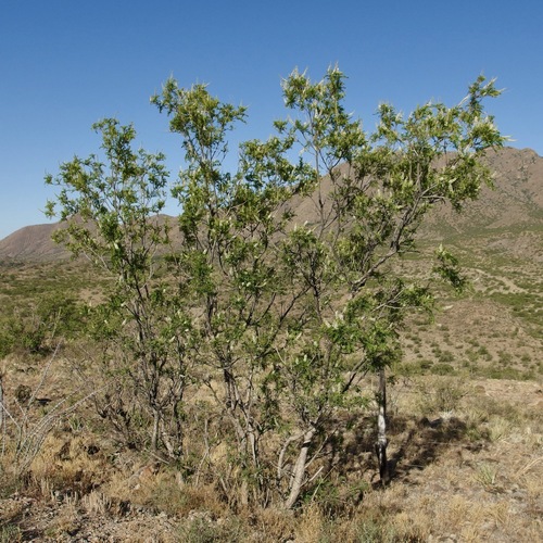 Image of Eysenhardtia orthocarpa by (c) Sue Carnahan, some rights reserved (CC BY)