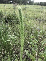Liatris pycnostachya
