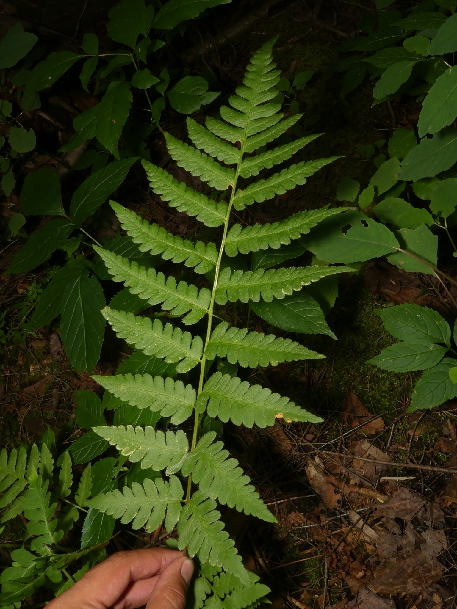 Dryopteris clintoniana