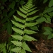 Clinton's Wood Fern - Photo (c) Shaun Pogacnik, some rights reserved (CC BY-NC), uploaded by Shaun Pogacnik