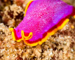 Pseudoceros ferrugineus